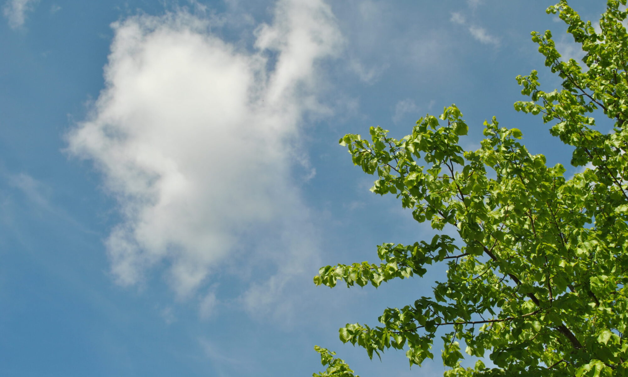 Wolken-mit-Gruenzeug